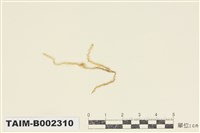 藏品(散生粗帶苔)的圖片